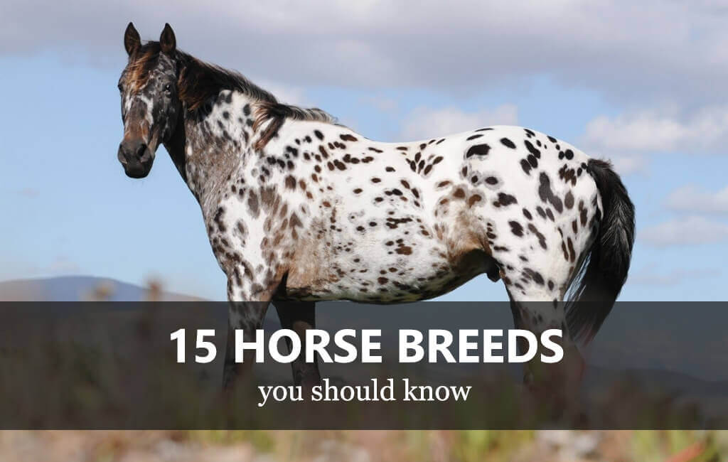 15 horse breeds you should know Equestrian Shop
